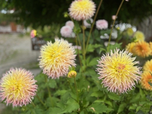 Dahlior i sommarljus